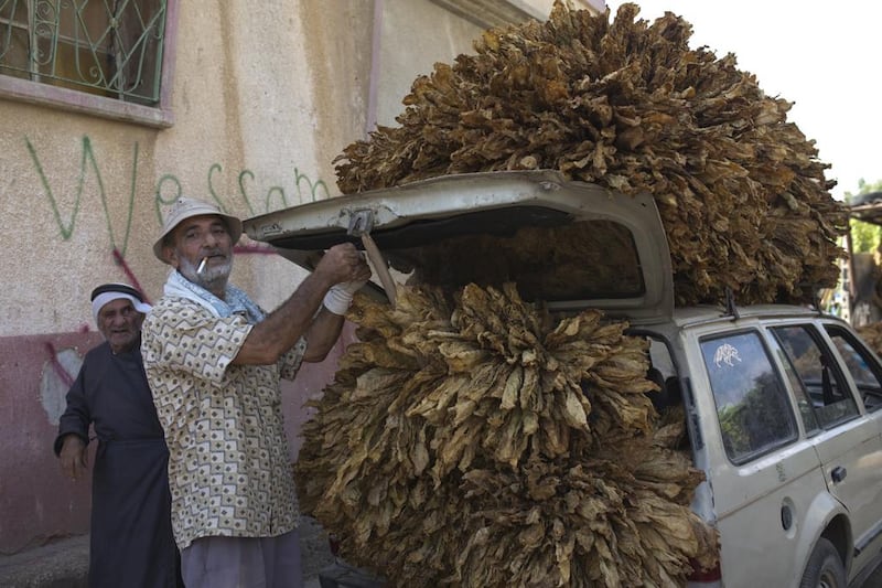 Hashem Atatarah, with his father Hussein, unload a car full of dried tobacco leaves.