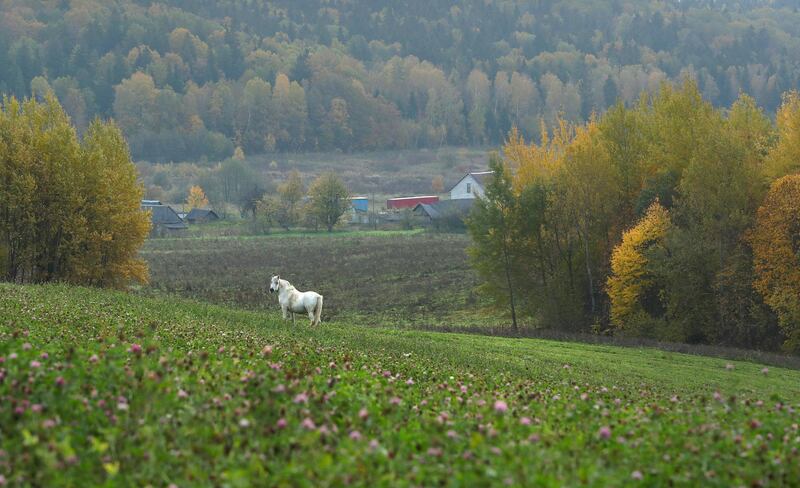 Surrounded trees displaying autumn colors as a horse grazes in a field near the village of Gorodechno, 150 kilometers  west of the Belarus capital Minsk.  AP