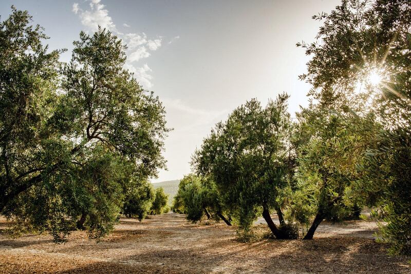 An olive grove near Úbeda in Jaen province, the heart of Spain’s olive oil industry.  Photographer Kira Walker