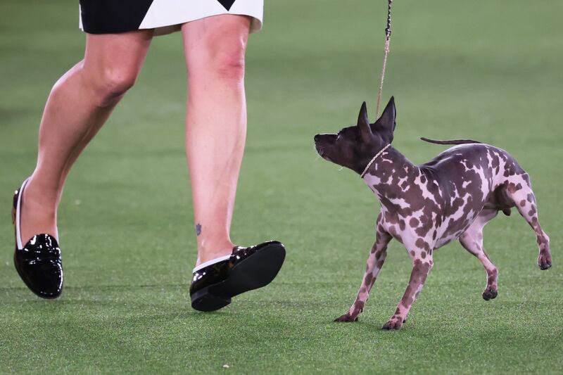 An American hairless terrier competes in the Terrier group judging event.  AFP