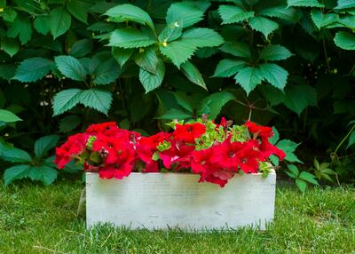 Petunias can be planted in pots or as ground cover. Getty Images