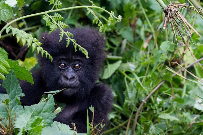 A baby mountain gorilla in the Sabyinyo Mountains of Rwanda. The country is the first African host of the ongoing World Travel and Tourism Council's annual global summit. AFP