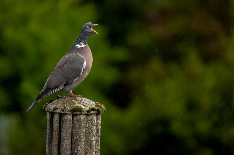 A wood pigeon in the UK. Kate Stevenson / Comedywildlife