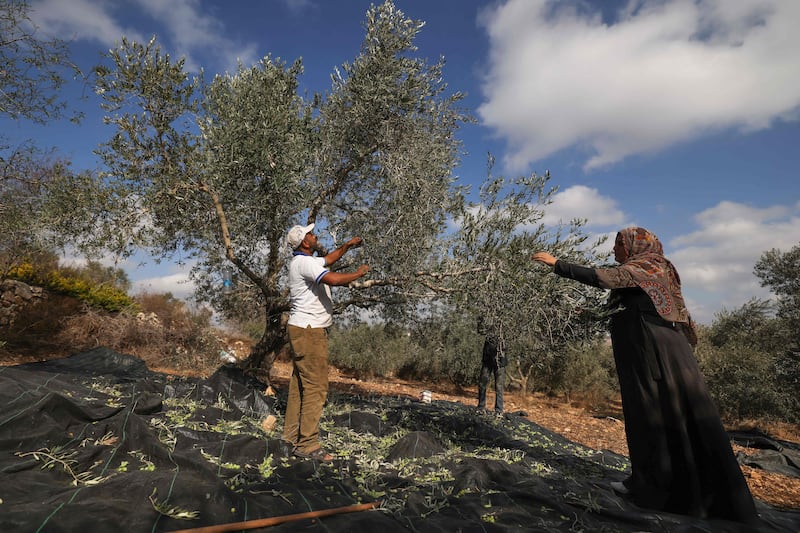 Olive harvests have become a flashpoint of tensions as hardline Israeli settler groups seek to prevent Palestinians accessing their crops. AFP