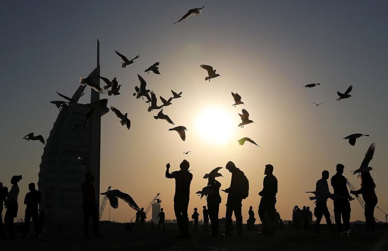 DUBAI, UNITED ARAB EMIRATES, Dec 24  – 2019 :- Seagulls at the Jumeirah open beach near the Burj Al Arab hotel in Dubai. ( Pawan Singh / The National ) For News/Standalone/Instagram/Big Picture