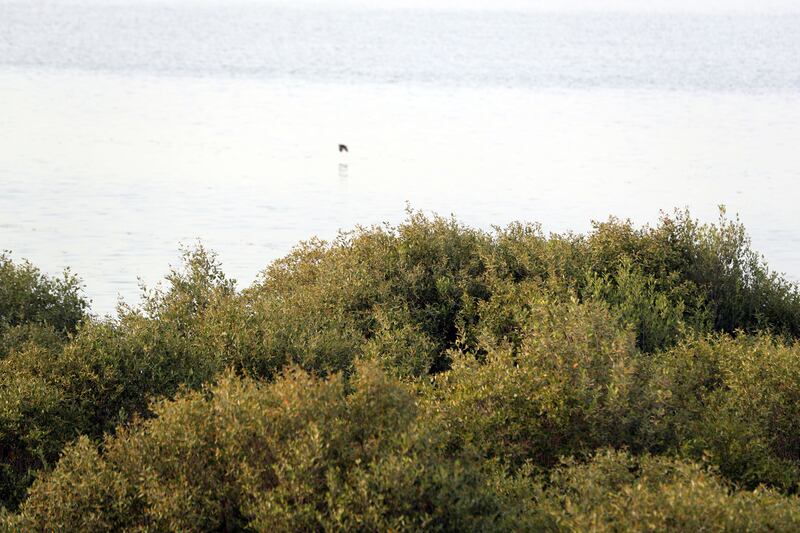 The restaurant has views of the mangroves.