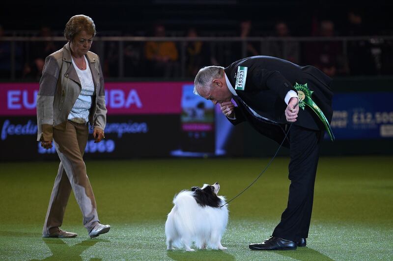Expana's Sea Dragon Conqueror (Howard), the Papillon, is judged during the Best in Show competition on the final day of the Crufts dog show. AFP