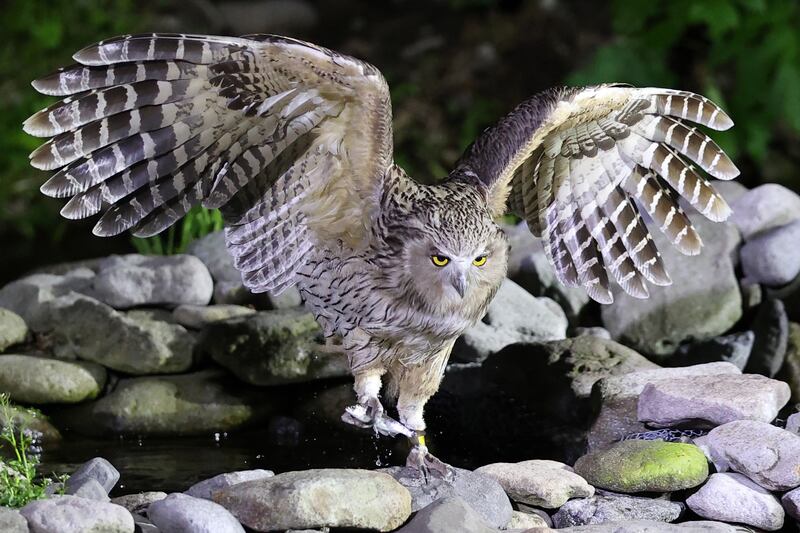 A Blakiston's fish owl flies off with a fish in a forest in Hokkaido, northern Japan. It is the largest owl species in Japan, with a wing-span of 180cm.   EPA