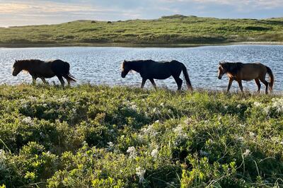 Wild horses on the remote Sable Island in Nova Scotia, Canada. Reuters