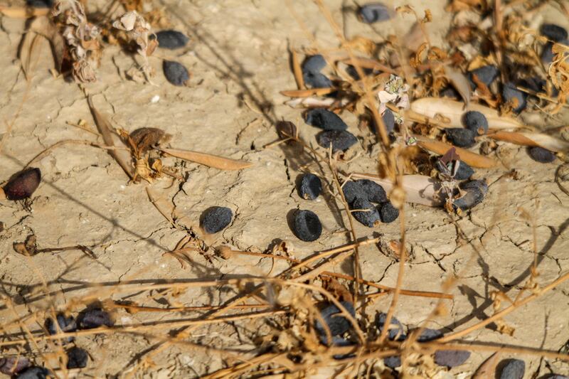 Dried olives on the ground at a farm in Matmata, Beja