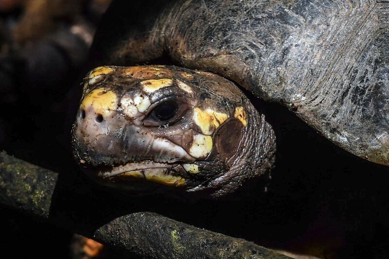 View of a red-footed tortoises (Chelonoidis carbonarius), recovered in Medellin, before its release in a wildlife reserve in San Jose de Apartado, Antioquia department.  AFP