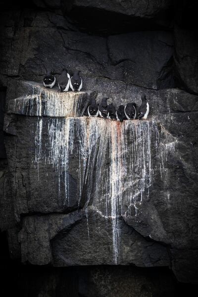 Birds shelter on the craggy cliffs. Courtesy Jamie Lafferty