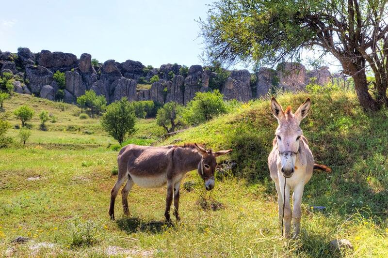 Donkeys in Kilistra, a tourist-free village 45 kilometres from Konya. Alamy