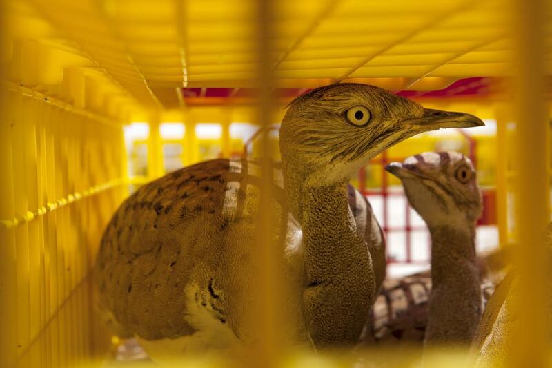 The houbara are coaxed into flight at Lal Sohanra after their journey from the UAE to Pakistan, above and left. The release is a major conservation achievement.