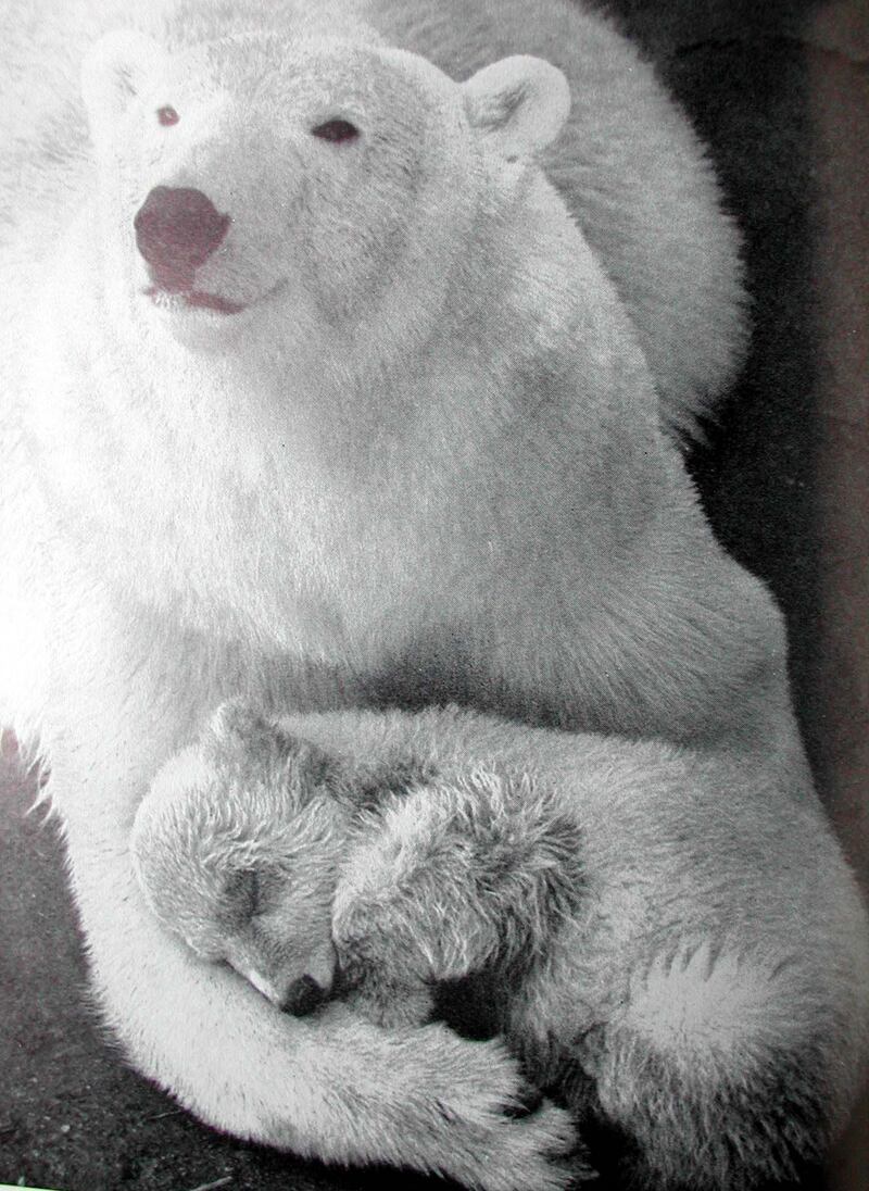 In 1959, a polar bear cub called Sebastian was born.