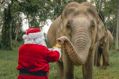 Santa will host the Elephant in the Zoom calls and answer questions about the gentle giants. Courtesy Anantara Golden Triangle