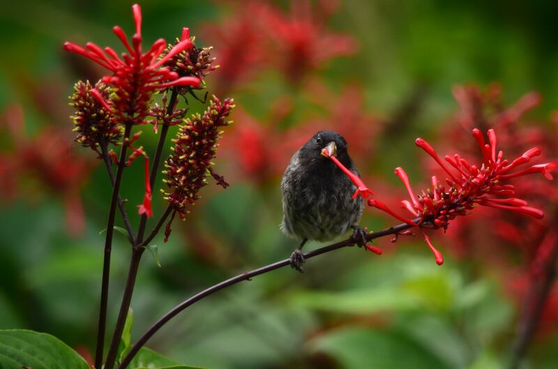 'A Flower for You' was given second place in the Birds of Galapagos category.Courtesy Galapagos Conservation Trust / Julie Gregoire