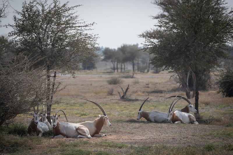 Indigenous creatures make their home in Sharjah Safari.