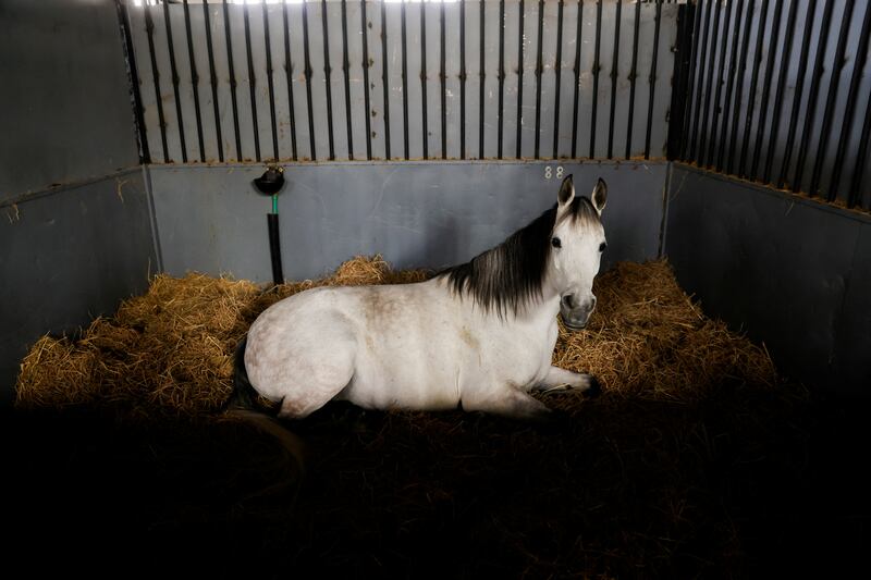 An Arabian horse sits inside the stable.