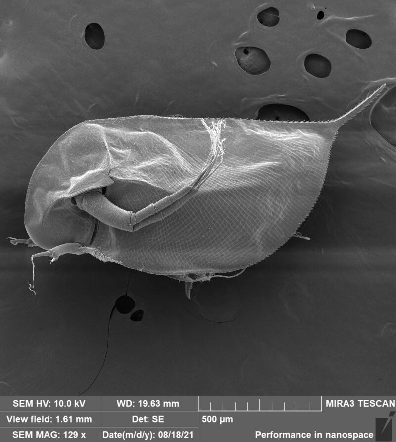 An electron microscope scan of a new type of water flea, called Daphnia arabica, recently discovered in the UAE. 
Photo: Dr Alexey Kotov
