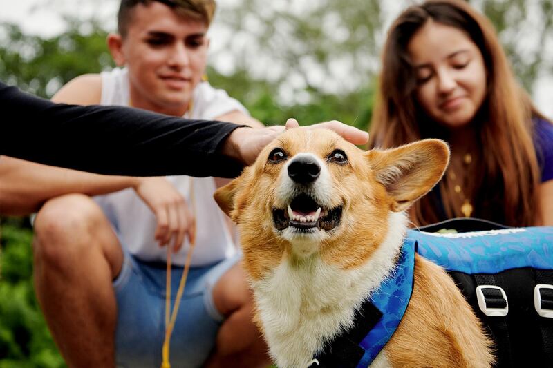 Paddleboarding with corgis is one of the excursions offered as part of Airbnb's new animal experiences. Courtesy Airbnb