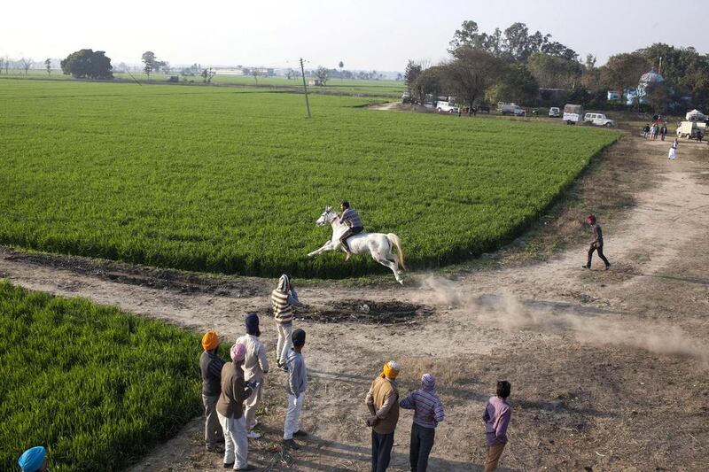 A participant over shoots the race track & heads for the wheat fields at the horse racing event at the Kila Raipur Rural Sports festival.