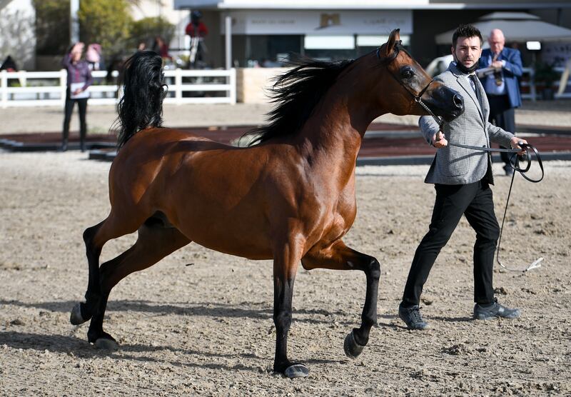 The bloodlines of today's Arabian horses can be traced back through generations. EPA
