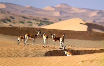 Gazelles roam the sandy dunes at the desert oasis of Al-Ain, in the United Arab Emirates, on November 14, 2020. (Photo by Karim SAHIB / AFP)
