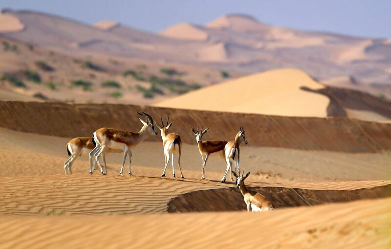 Gazelles roam the sandy dunes at the desert oasis of Al-Ain, in the United Arab Emirates, on November 14, 2020. (Photo by Karim SAHIB / AFP)