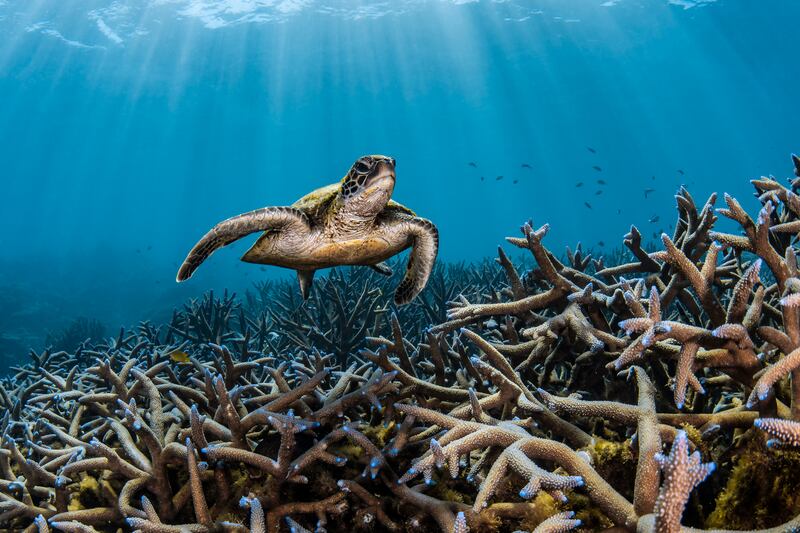 Third place, Portfolio, Jake Wilton. A green sea turtle cruises the abundant coral gardens of the Ningaloo Reef.