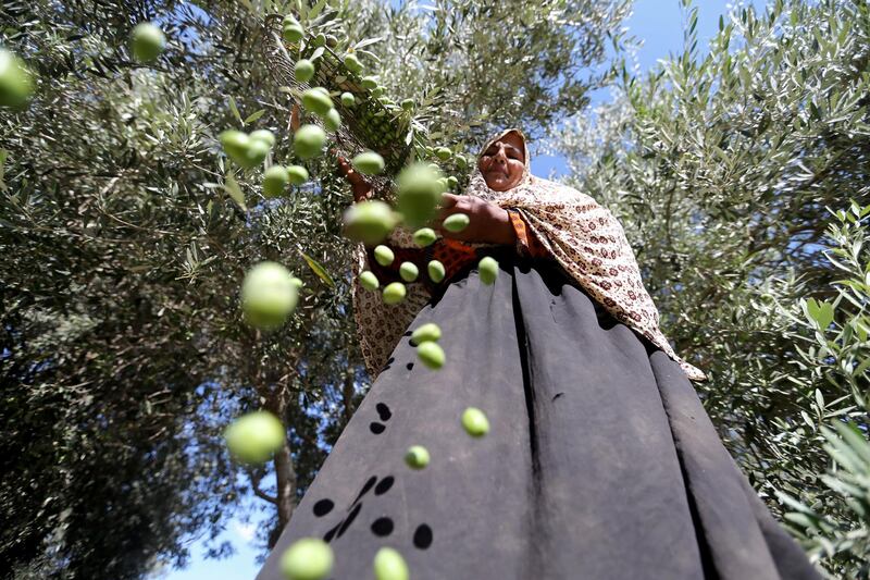 A Palestinian woman sorts freshly picked olives at a farm in the central Gaza Strip. Reuters