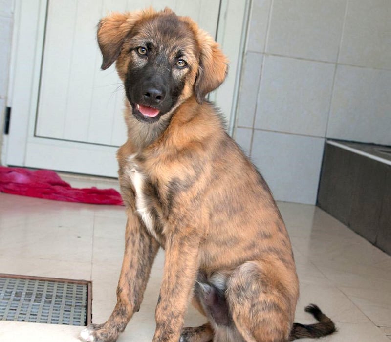 Bendy: A beautiful Shepherd mix, he was found outside a villa in Abu Dhabi. He was looked after by a kind man until K9 Friends had space for him. He's 10-months- old now, neutered and ready to give a family lots of love.