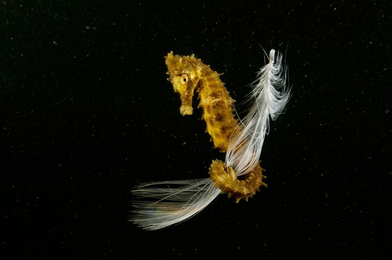 'I Go Flying, I Come Flying', by Francisco Javier Murcia Requena, first place, Underwater Life.