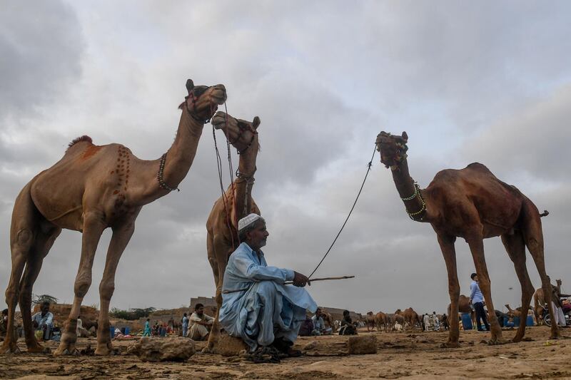 A livestock vendor sits along with camels as he waits for customers at a cattle market ahead of the Muslim festival Eid Al Adha in the Pakistan's port city of Karachi. AFP