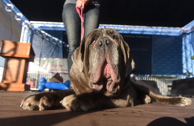 Last year's World's Ugliest Dog Competition winner Martha, a Neapolitan Mastiff, takes the stage before the new winner is announced at The World's Ugliest Dog Competition. Josh Edelson / AFP