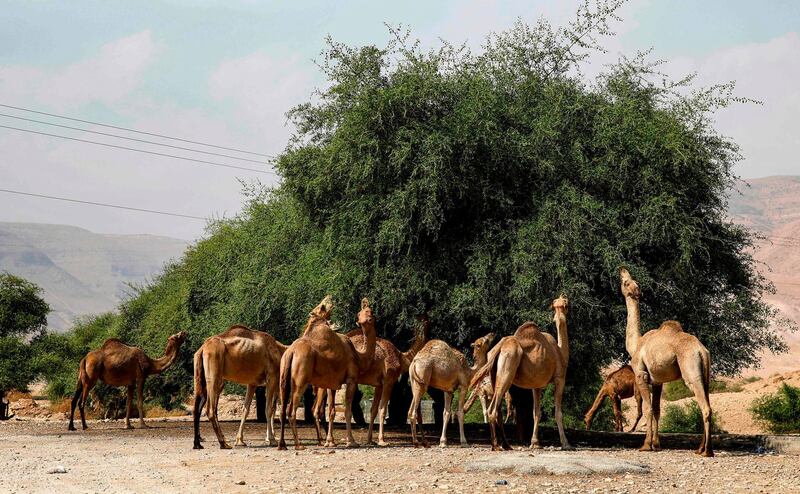 A flock of camels graze near the West Bank village of Al Auja in the Jordan Valley. AFP