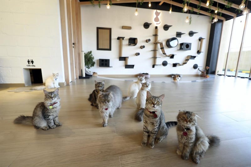 Dubai, United Arab Emirates - Reporter: Janice Rodrigues. Features. Vibrissae Cat Cafe has just opened in Al Safa, Dubai. Monday, March 8th, 2021. Dubai. Chris Whiteoak / The National
