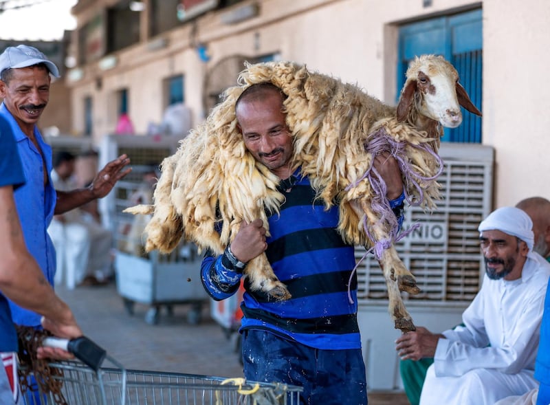 Abu Dhabi, U.A.E., August 22 , 2018.  Livestock shoppers for the second day of Eid Al Adha at the Abu Dhabi Livestock Market and the Abu Dhabi Public Slaughter House (Abu Dhabi Municipality) at the  Mina area. --  A livestock market worker delivers a sheep to be processed across the street to the Abu Dhabi Municipality  Public Slaughter House.
Victor Besa/The National
Section:  NA
For:  stand alone and stock images