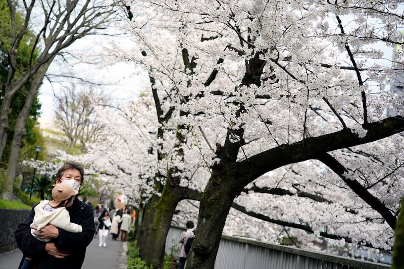 The Japan Meteorological Agency declared the full bloom of cherry blossoms in the capital in March 2022. EPA