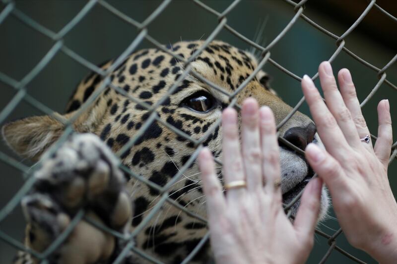 An adult male jaguar named Guarani responds to stimuli from his caregiver while receiving veterinary care, food and treatment at NGO Nex Institute in Corumba de Goias. Reuters