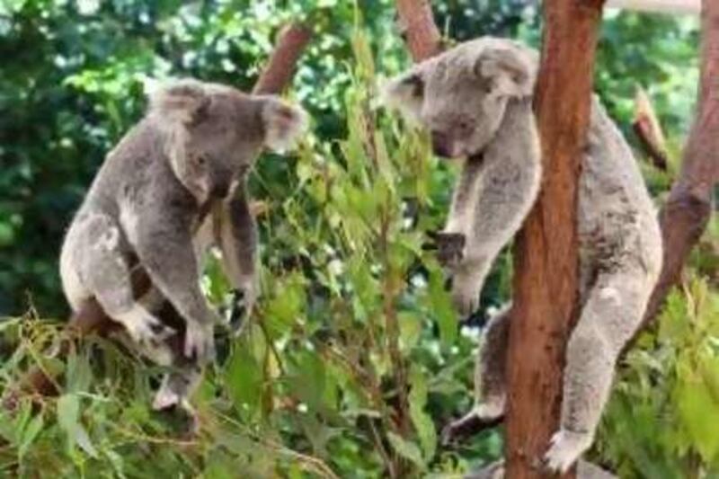 BRISBANE, AUSTRALIA - 19 December 2008 - Two koala bears rest in a tree in the Lone Pine reserve. Environmentalists claim that over the past decade 25 000 koalas have died in the region.
( Photo Credit - Tertius Pickard) *** Local Caption ***  koalas4.JPG