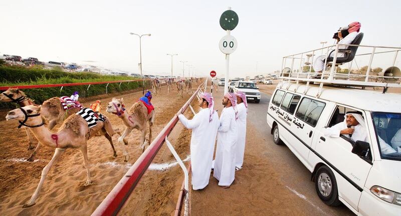 Camels compete in a traditional race at the Ras Al Khaimah racetrack. The animals race up to 4km and 10km, controlled by robot jockeys operated by their owners or trainers. Jaime Puebla / The National