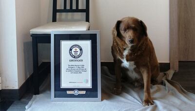 Bobi has been awarded a Guinness World Record. AP