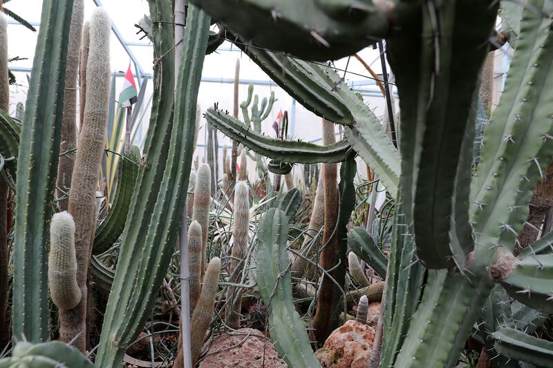 Some tall species thrive so well in their Ras Al Khaimah home that they break through the roof 