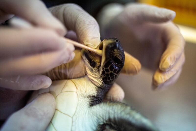 A six-month-old green sea turtle is cleaned from tar after an oil spill in the Mediterranean Sea at Israel's Sea Turtle Rescue Centre, in Michmoret. AP Photo