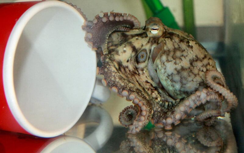 Octopus appear to be able to use their suckers to distinguish toxic prey. Courtesy Cell Press