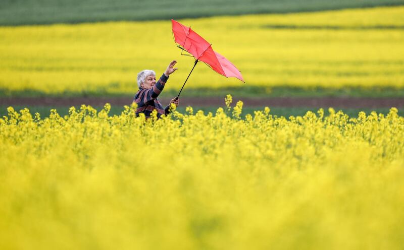 A rambler struggles with her umbrella as she walks between rape fileds in Altheim, southern Germany. AP Photo