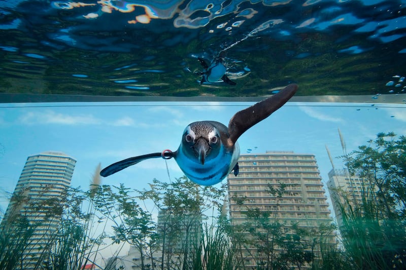 An African penguin swims in a large overhanging water tank called "Penguin in the sky" at Sunshine Aquarium in Tokyo. AFP