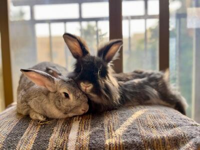 Pet rabbits Magda and Snipes. Photo: Claire Malcolm