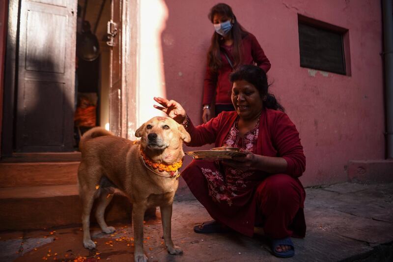 A Hindu devotee worships a dog as part of offerings for the Tihar festival, which is the local name for Diwali, the Hindu festival of lights, in Kathmandu on November 14, 2020. / AFP / PRAKASH MATHEMA
